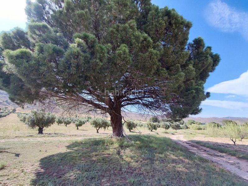 Foto b6ce50ac-9c40-4055-a8fd-945d2a6a9391. Masia a Yecla