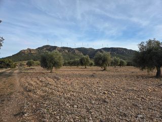 Rural plot in Jumilla