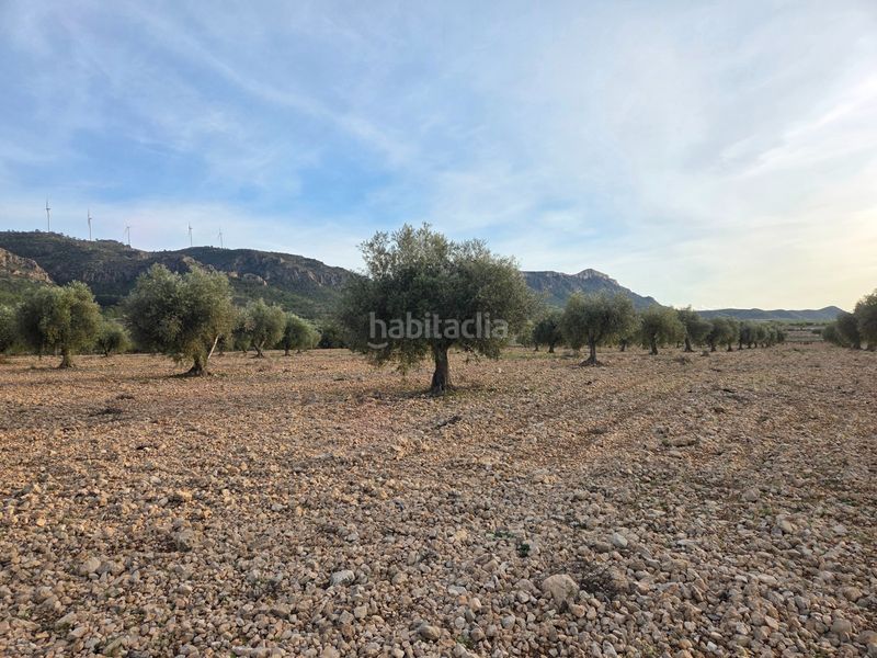 Foto e1431157-6d63-4747-aba3-11616c4ba302. Finca rústica a Jumilla