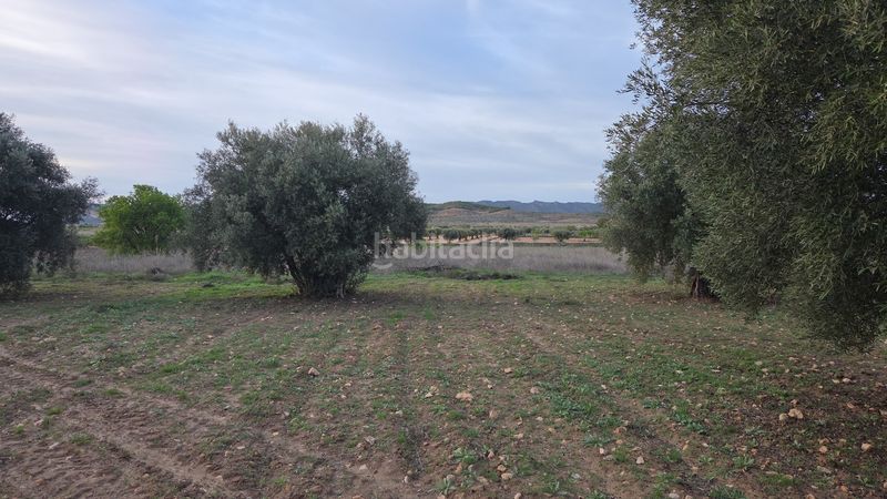 Foto 320255e4-3866-4432-89e2-ff13400f3c74. Finca rústica a Jumilla