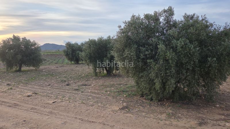 Foto 38db895d-e174-465d-9b6d-8eaddb0d5edb. Finca rústica a Jumilla
