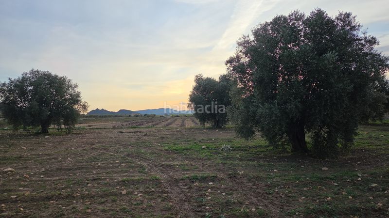 Foto 706934e4-9d64-43fc-b0d0-40ec6c795dd3. Finca rústica a Jumilla