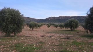 Rural plot in Jumilla