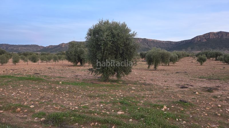Foto d50ef035-f770-4890-8f17-0fc7dad7fdf5. Finca rústica a Jumilla