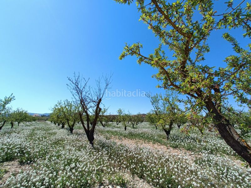 Foto 1502cf45-6c3d-493d-b17f-d187bb323f17. Xalet a Pinoso