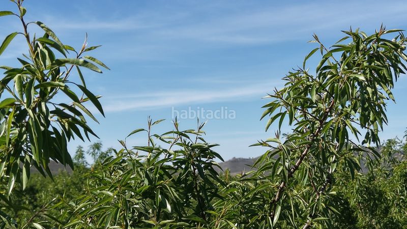 Foto f80221bb-1ac6-49e7-9c7b-02eda1fa3e05. Finca rústica a Yecla