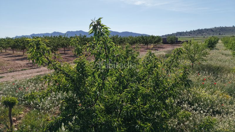 Foto fa7c8bda-08ac-4c8b-be37-30414587229e. Finca rústica a Yecla