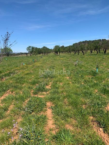 Foto 5e7284bd-2994-478d-a327-33b59f5936d7. Finca rústica a Ayora