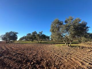 Finca rústica  Calle nueva. Finca de olivar de secano, mollina (málaga)