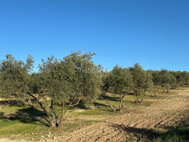 Foto cfd72d12-2d82-4e26-acde-cc1626d10cf1. Propriété dans Mollina