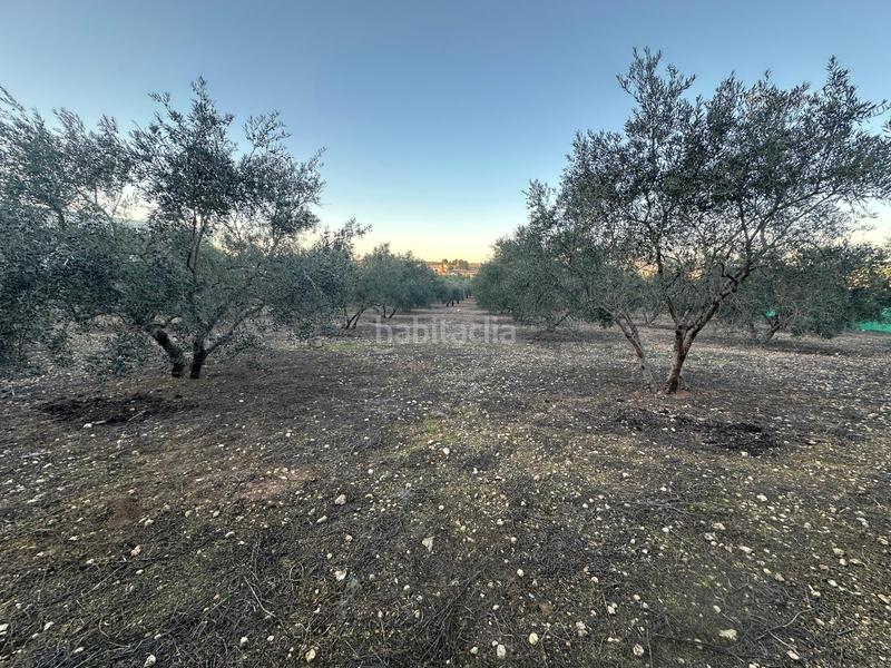 Foto 9be9da64-0b68-4881-95ca-16a9c065aecd. Finca rústica parcela rústica de 2.000m2 (málaga) en Mollina
