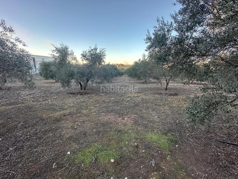 Foto d262f98e-4398-410f-943f-cc57f48dce7a. Finca rústica parcela rústica de 2.000m2 (málaga) en Mollina