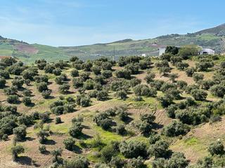 Finca rústica  Calle torcal. 5 fanegas de olivar de secano
