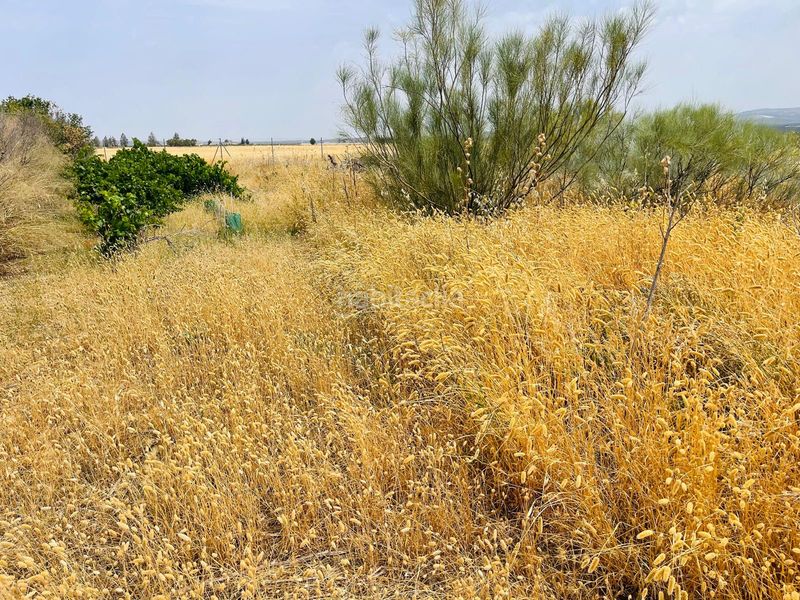 Foto 9e938f86-d377-44cf-a19e-3d5d5d1185bf. Finca rústica a Zona de la Vega Antequera