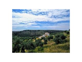 Maison à Montoro. Increible villa con tierras de olivos