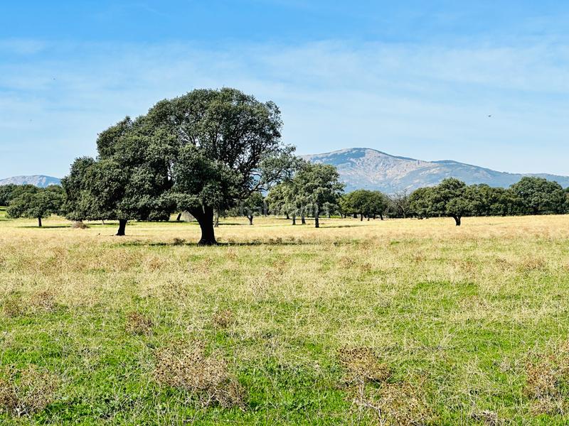 Foto 0eafc2e0-2a49-461c-82af-9c9b88a02f06. Attique avec cheminée chauffage parking piscine dans Galapagar