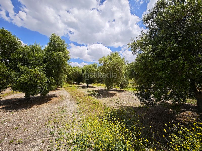 Foto 44e0f088-72a8-4e12-8292-2c03896e055b. Finca rústica a El Rocío - La Milagrosa Jerez de la Frontera