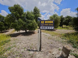 Finca rústica a El Rocío - La Milagrosa. 2 parcelas de cultivo juntas en nueva jarilla