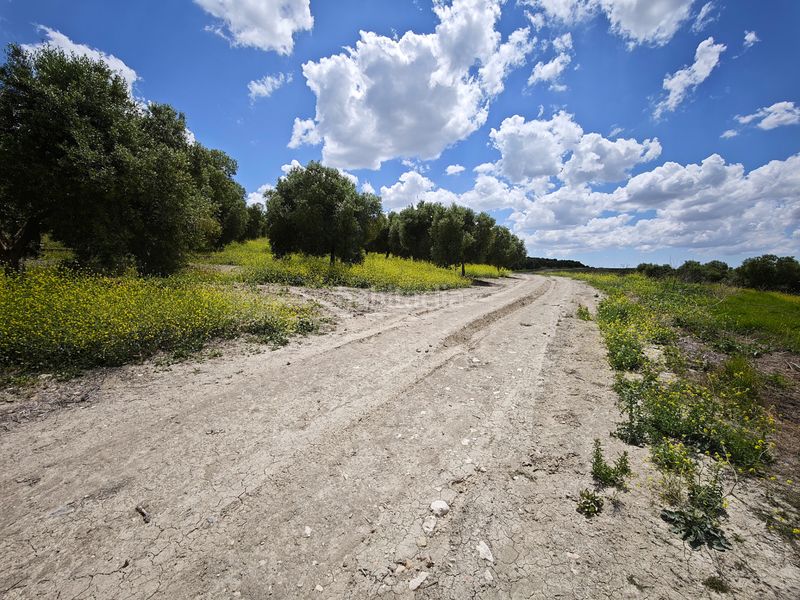 Foto ec58d932-687e-4271-8578-f35a7c5a3481. Finca rústica a El Rocío - La Milagrosa Jerez de la Frontera