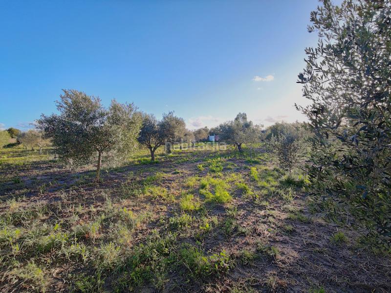Foto 62a128b5-0190-4d03-af2c-feff5da12f32. Finca rústica a Lebrija