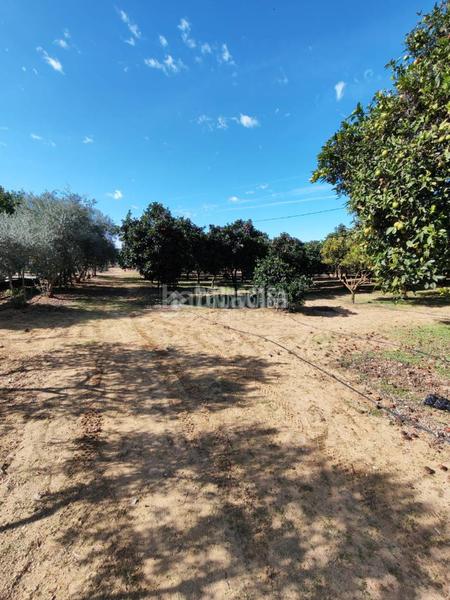 Foto 3ac6a63c-12a6-4ac4-9c76-5e6d02ccaaea. Masia a Marchena