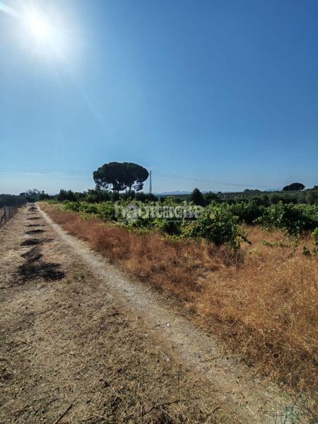 Foto 89f89ceb-617b-437c-be4c-227e775e798a. Finca rústica terrenos en venta en Marchena