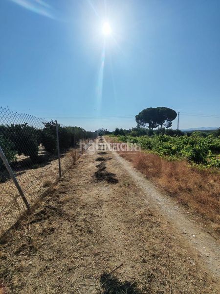 Foto 9ef2f84b-5e32-47a7-ba82-1887c996ea2a. Finca rústica terrenos en venta en Marchena