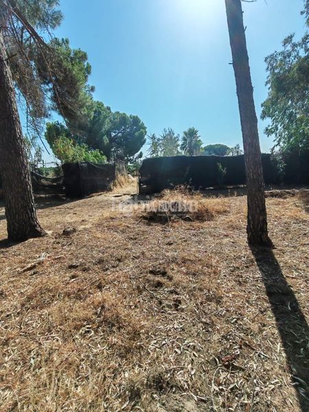 Foto f3736109-de10-4ee0-9d8c-41a485045deb. Finca rústica terrenos en venta en Marchena