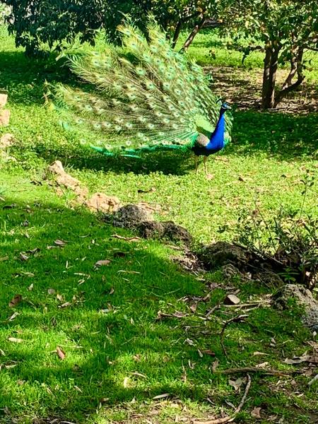 Foto 04956b76-14e0-47cb-bf7e-3689d3cff844. Lloguer casa amb aparcament piscina a Centro Benalmádena