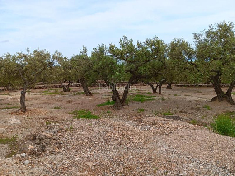 Foto 3d792202-00d9-4aab-b06d-84be29ef38a9. Terreno residencial en Roquetes