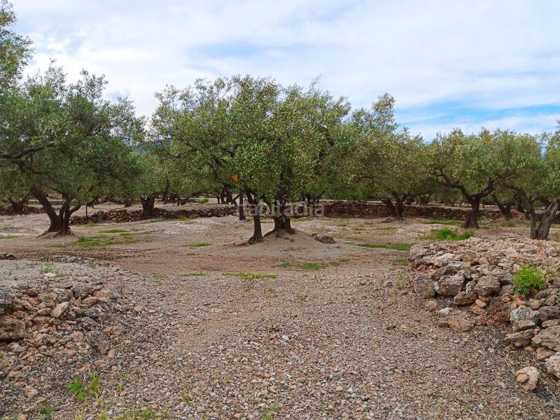 Foto 6ed43020-2e67-4756-ba96-8fa78bf97db3. Terreno residencial en Roquetes