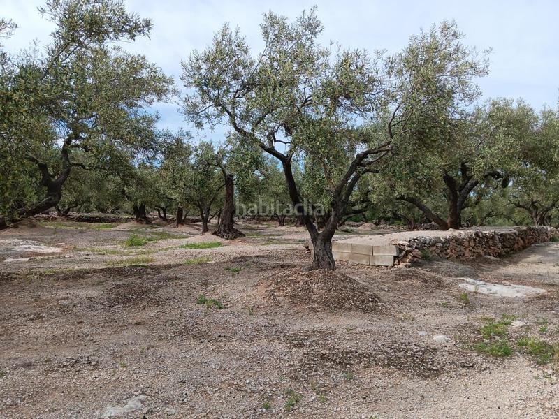 Foto 9d24dcc9-2e53-4fa0-a85c-33c36bff1a46. Terreno residencial en Roquetes