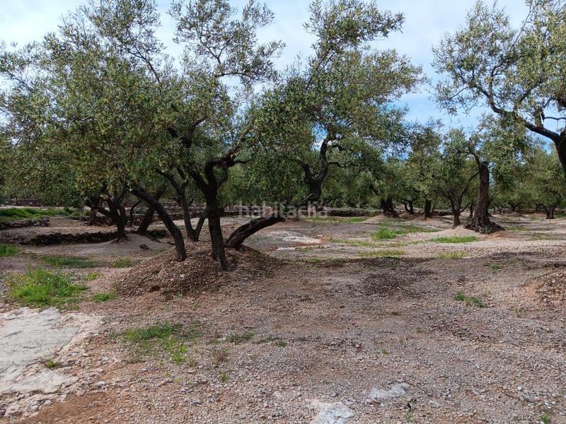 Foto bf0f81f2-f13a-438e-87a0-6a9f9da7f50f. Terreno residencial en Roquetes