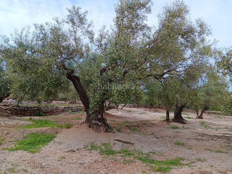 Foto 0ae42d48-3945-453d-ac91-f718be25d3ea. Residential plot in Roquetes