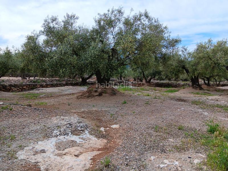 Foto 2b60a23c-dc80-4235-b5e3-a46b2129edbc. Residential plot in Roquetes