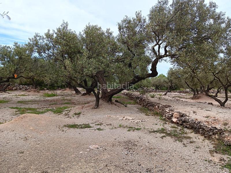 Foto 7f6db47c-2640-4ebe-b8bf-366743f251d5. Residential plot in Roquetes
