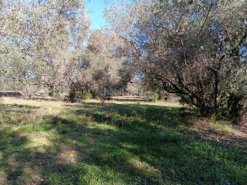 Foto 50a69424-e967-4858-833c-e19dc7b1527b. Residential plot in Roquetes