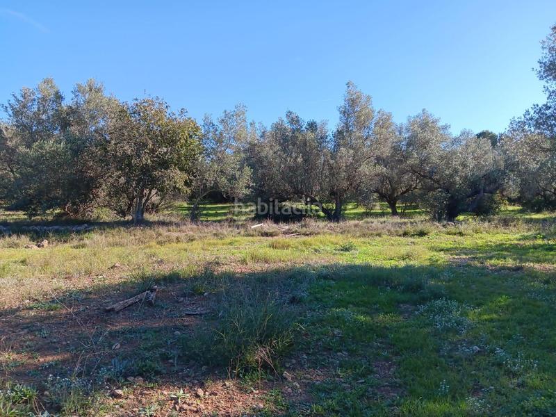 Foto 52942ca0-dfc8-4294-b219-275f50bead84. Residential plot in Roquetes