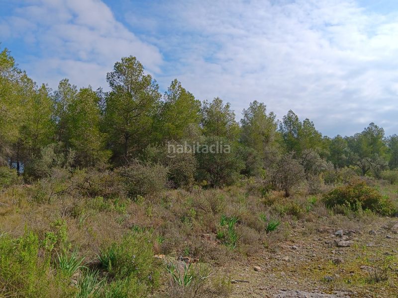 Foto 125c41af-79c8-4bd0-9925-300dcdd374d1. Terrain résidentiel dans Ginestar
