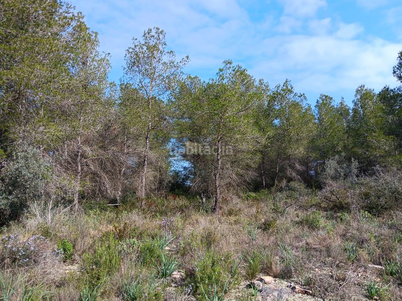 Foto a95d7d86-ae5e-4c08-ac36-9fa647c82cad. Terrain résidentiel dans Ginestar