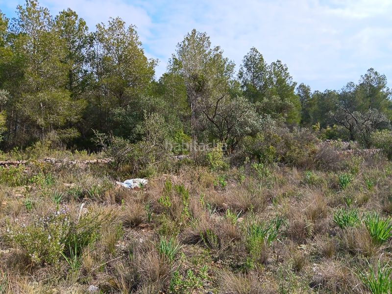 Foto c26dae1f-05c5-4e67-8574-cf739d97fef3. Terrain résidentiel dans Ginestar
