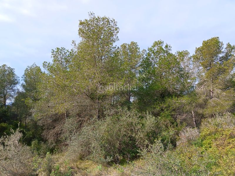 Foto e751a2c0-5e9f-4311-b308-fd89f8307fc9. Terrain résidentiel dans Ginestar