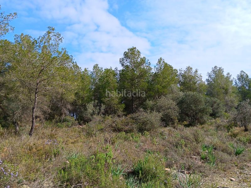 Foto f2a21c95-825f-4d99-abdf-987bfda56d57. Terrain résidentiel dans Ginestar