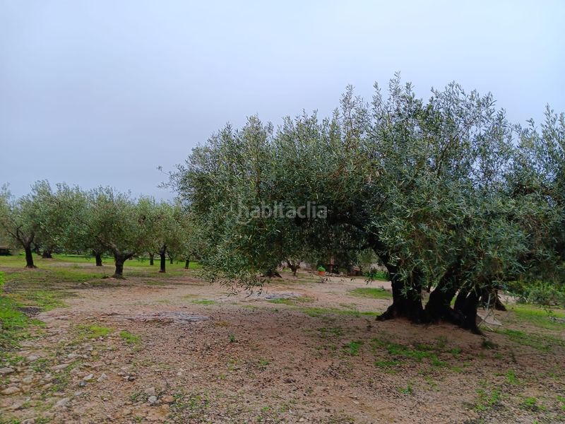 Foto 5bd6caff-a8b7-409c-9ae2-fa43f2a360ea. Residential plot in Jesús - Els Reguers Tortosa