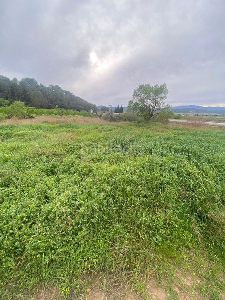 Foto 8fdaf776-b7bf-4852-b39a-8bf89d5ff9fe. Terreno residenziale in Ginestar