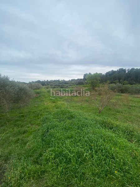 Foto f7857ad7-9864-40c6-b73d-28284339ed16. Terreno residenziale in Ginestar