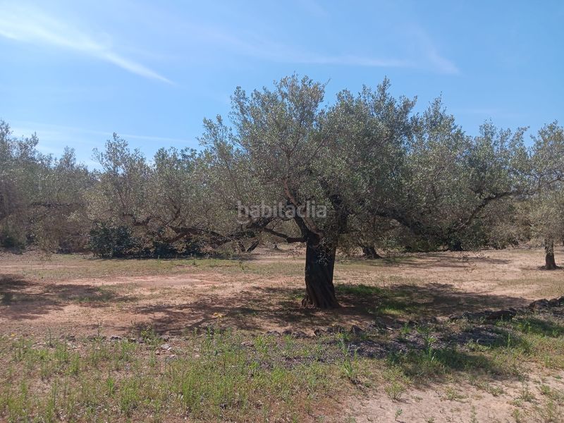 Foto 33b44a3e-8daa-468d-9a2a-1a716453ff9c. Terreno residencial en Camarles