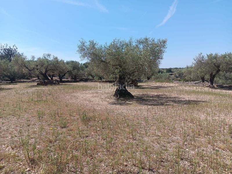 Foto 38ec510e-1a05-482e-b1c2-48b6717db7a8. Terreno residencial en Camarles