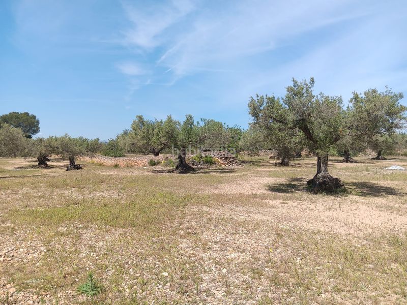 Foto 457e7b36-0f43-42e8-a71a-881bff20d364. Terreno residencial en Camarles