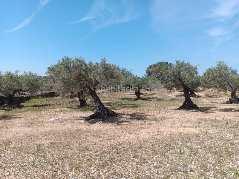 Foto 4c4e3d04-393c-4331-9627-427b8f885207. Terreno residencial en Camarles